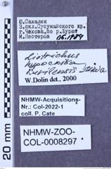Etikette zu Liotrichus (Liotrichus) hypocrita kurilensis (Miwa,1928) (NHMW-ZOO-COL-0008297)
